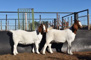 1X BOERBOK OOI/EWE SUMMERVILLE TRUST  - KUDDE/FLOCK