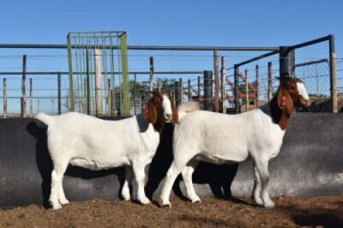 1X BOERBOK OOI/EWE SUMMERVILLE TRUST&nbsp; - KUDDE/FLOCK