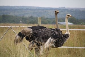 1+1X VOLSTRUIS / OSTRICH MALE + FEMALE C. SMIT