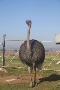 1X VOLSTRUIS / OSTRICH FEMALE C. SMIT