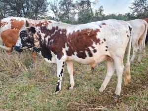 2X BEES / CATTLE MALE C.A. VENTER (Pay per Animal)