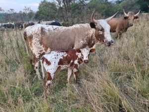 1X BEES / CATTLE FEMALE C.A. VENTER