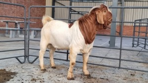 1X BOERBOK MALE JUAN GRANT