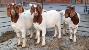 4X BOERBOK HAMME; JUAN GRANT (Pay per Animal)