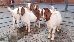 4X BOERBOK HAMME; JUAN GRANT (Pay per Animal)