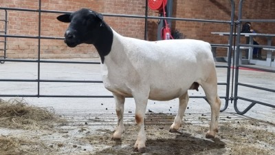 1X DORPER FEMALE ALBERT VAN NIEKERK / T.A SANDSPUTS DORPERS