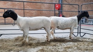 2X DORPER FEMALE ALBERT VAN NIEKERK / T.A SANDSPUTS DORPERS (Pay per Animal)