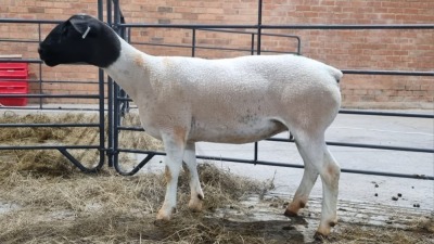 1X DORPER FEMALE ALBERT VAN NIEKERK / T.A SANDSPUTS DORPERS