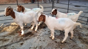 4X BOERBOK HAMME; JUAN GRANT (Pay per Animal)