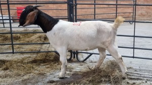 1X BOERBOK FEMALE WILL KOORZEN