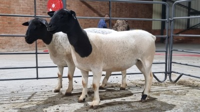 2X DORPER FEMALE ALBERT VAN NIEKERK / T.A SANDSPUTS DORPERS (Pay per Animal)