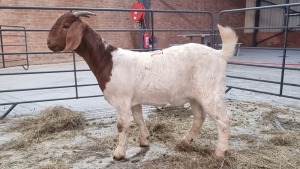 1X BOERBOK FEMALE WILL KOORZEN