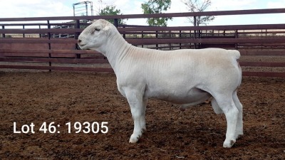 1X WIT DORPER RAM KASTEEL WIT DORPERSTOET - KUDDE/FLOCK