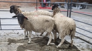 3X DORPER FEMALE AMPIE VENTER (Pay per Animal)