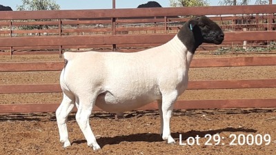 1X DORPER RAM KASTEEL DORPERSTOET - STOET/STUD