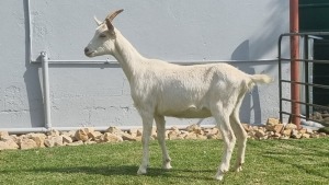 1X MELKBOK / MILK GOAT FEMALE WILMEG (PTY) LTD. / WILLEM VAN HEERDEN