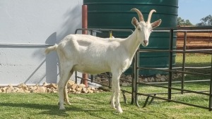 1X MELKBOK / MILK GOAT FEMALE WILMEG (PTY) LTD. / WILLEM VAN HEERDEN