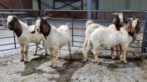 4X BOERBOK MALE VAUGHAN OLCKERS (Pay per Animal)