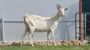 1X MELKBOK / MILK GOAT FEMALE WILMEG (PTY) LTD. / WILLEM VAN HEERDEN