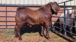 1X KALAHARI RED MALE ALBERT LOUBSER