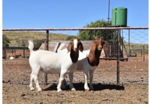 2X BOERBOK OOI/EWE SUMMERVILLE TRUST - KUDDE/FLOCK