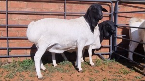 2X PERSIE FEMALE ALBERT LOUBSER (Pay per Animal)