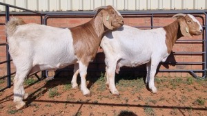 2X BOERBOK FEMALE ALBERT LOUBSER (Pay per Animal)