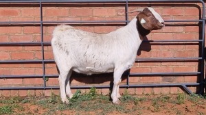 1X BOERBOK FEMALE ALBERT LOUBSER