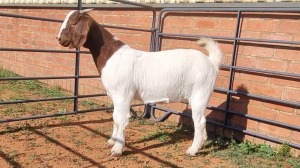 1X BOERBOK FEMALE ALBERT LOUBSER