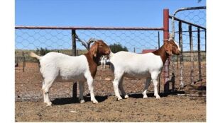 2X BOERBOK OOI/EWE SUMMERVILLE TRUST - KUDDE/FLOCK