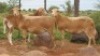 LOT 29 3X MEATMASTER OOI/EWE MORENA MEATMASTERS(PER STUK OM LOT TE NEEM/PER PIECE TO TAKE THE LOT) - 2