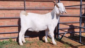 1X BOERBOK FEMALE ALBERT LOUBSER