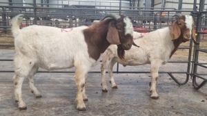 2X BOERBOK MALE MARINUS VAN JAARSVELD (Pay per Animal)