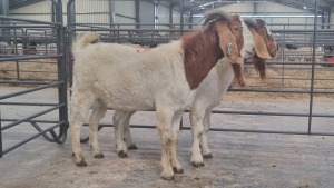 2X BOERBOK MALE MARINUS VAN JAARSVELD (Pay per Animal)