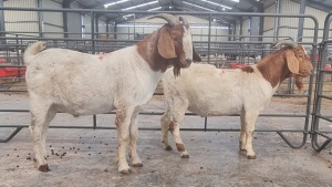 2X BOERBOK MALE MARINUS VAN JAARSVELD (Pay per Animal)