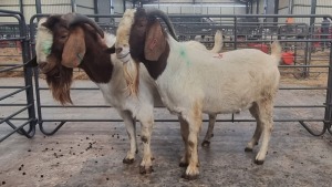 2X BOERBOK MALE MARINUS VAN JAARSVELD (Pay per Animal)