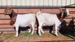 2X BOERBOK FEMALE ALBERT LOUBSER (Pay per Animal)