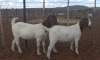 2X BOERBOK OOI/EWE KALAHARI KID CORPORATION  - KUDDE/FLOCK