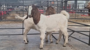 2X BOERBOK MALE MARINUS VAN JAARSVELD (Pay per Animal)