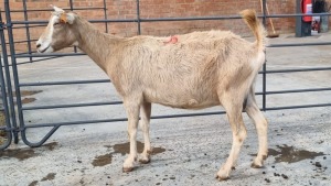 1X MELKBOK / MILK GOAT FEMALE HANNES VAN STADEN