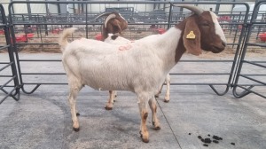 2X BOERBOK FEMALE ALBERT LOUBSER (Pay per Animal)