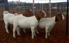 3X BOERBOK OOI/EWE KALAHARI KID CORPORATION  - KUDDE/FLOCK