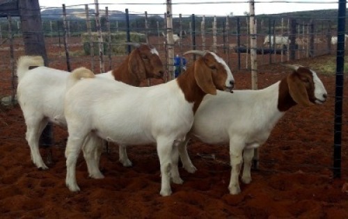 3X BOERBOK OOI/EWE KALAHARI KID CORPORATION&nbsp; - KUDDE/FLOCK