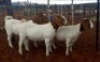 3X BOERBOK OOI/EWE KALAHARI KID CORPORATION&nbsp; - KUDDE/FLOCK