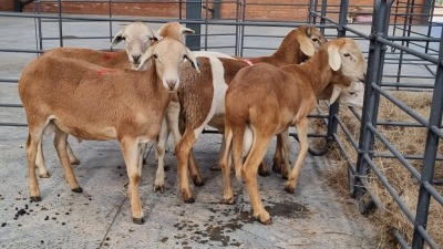 6X MEATMASTER MALE HENMART BOERDERY (Pay per Animal)