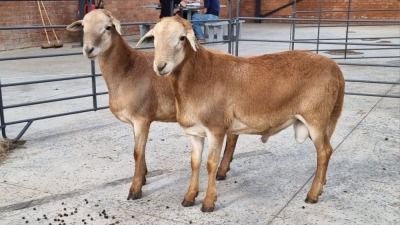 2X MEATMASTER MALE HENMART BOERDERY (Pay per Animal)