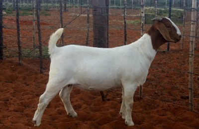 1X BOERBOK OOI/EWE KALAHARI KID CORPORATION   - POTENSIAAL STOET/POTENTAIL STUD