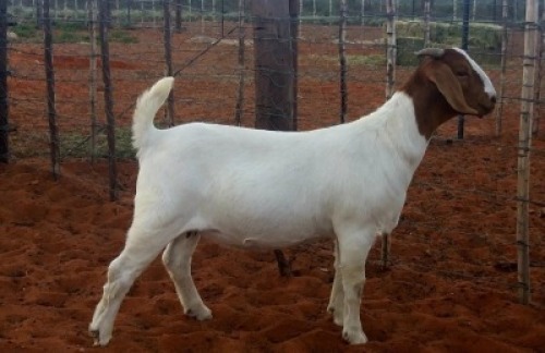 1X BOERBOK OOI/EWE KALAHARI KID CORPORATION&nbsp;&nbsp; - POTENSIAAL STOET/POTENTAIL STUD