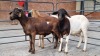 3X MEATMASTER MALE HENMART BOERDERY (Pay per Animal)