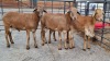 4X MEATMASTER MALE HENMART BOERDERY (Pay per Animal)